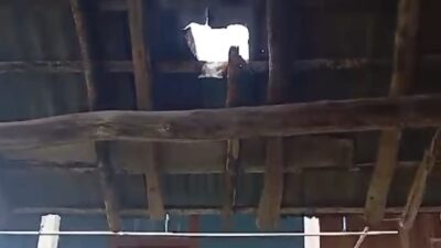 Lubang sebesar bola voli terbentuk di atap rumah Jang Juf akibat hantaman bongkahan batu dampak penambangan PT Semen Baturaja. (foto tangkapan video warga)