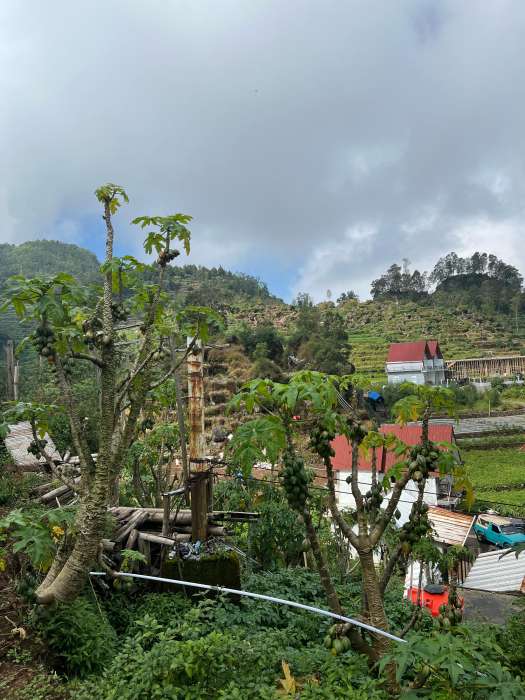 Pohon Pepaya Dieng (Carica) tampak berada diantara tanaman Kentang. foto: henny rosmawati